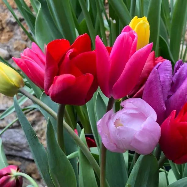 Darwin Tulip Bulb Mix for Sale Ashridge